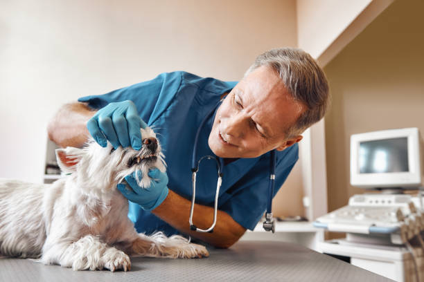Best Mobile Emergency Dentist in Malvern, IA